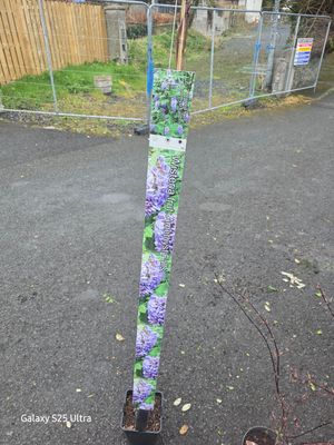 WISTERIA AMETHYST FALLS long flowering Ideal for wall fence or arch . Fragrant purple /blue flowers in long racemes