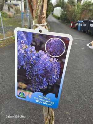 Wisteria &quot;Blue Moon&quot;