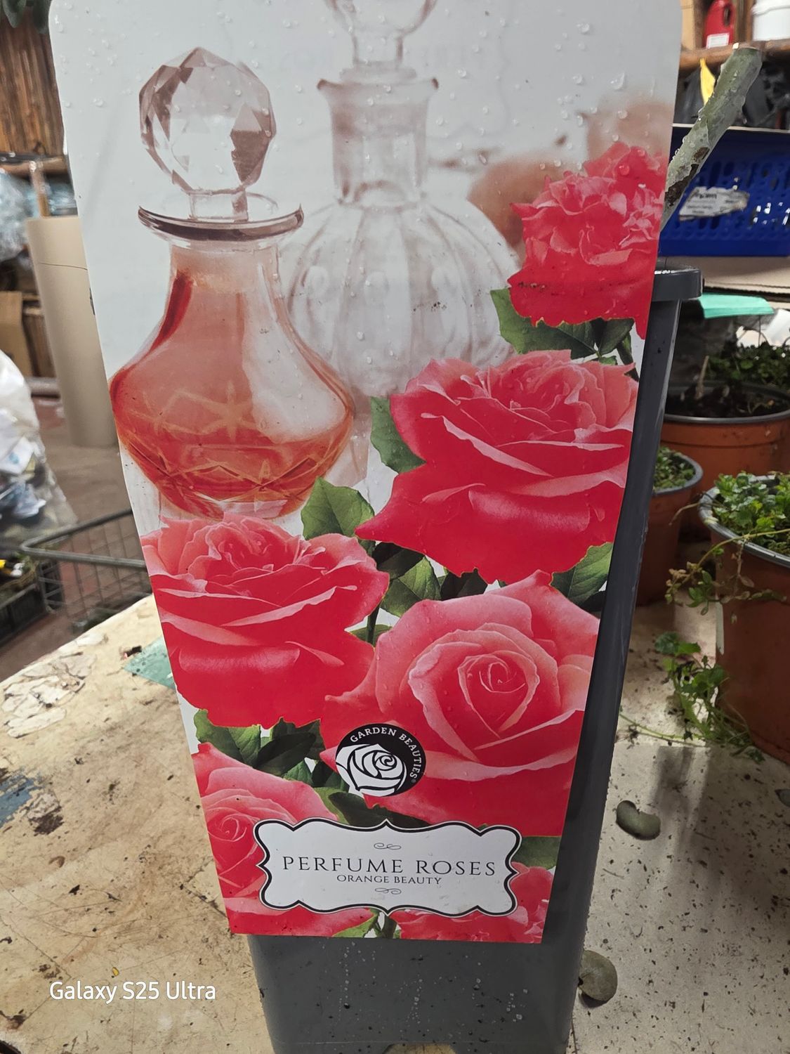 Perfume Rose &quot; Orange Beauty&quot;