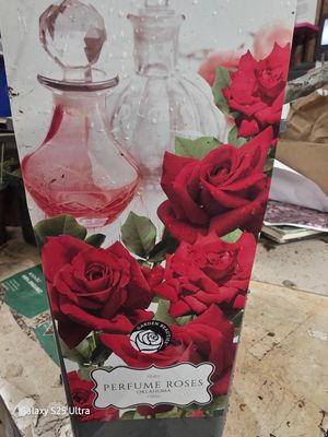 Perfume Rose &quot;Oklahoma&quot;