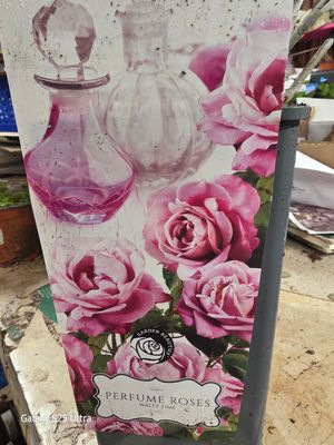 Perfume Rose &quot;Waltz Time&quot;