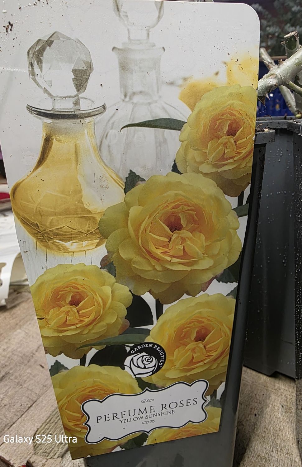 Perfume Rose- &#39;&#39; Yellow Sunshine&#39;&#39; flowers from June until October..good in pots or beds …very fragrant