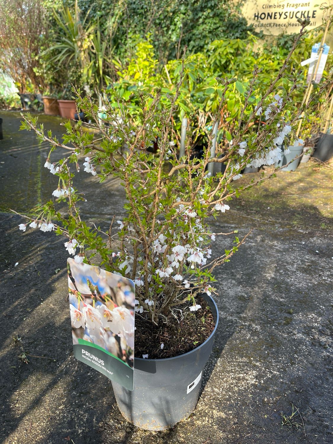 Dwarf Flowering Cherry ‘Kojou-No-Mai’Fuji Cherry Bush