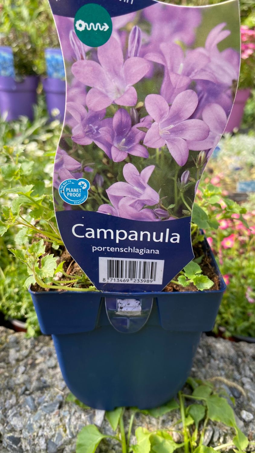 Campanula Blue Bellflower portenschlagiana