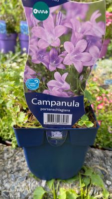 Campanula Blue Bellflower portenschlagiana