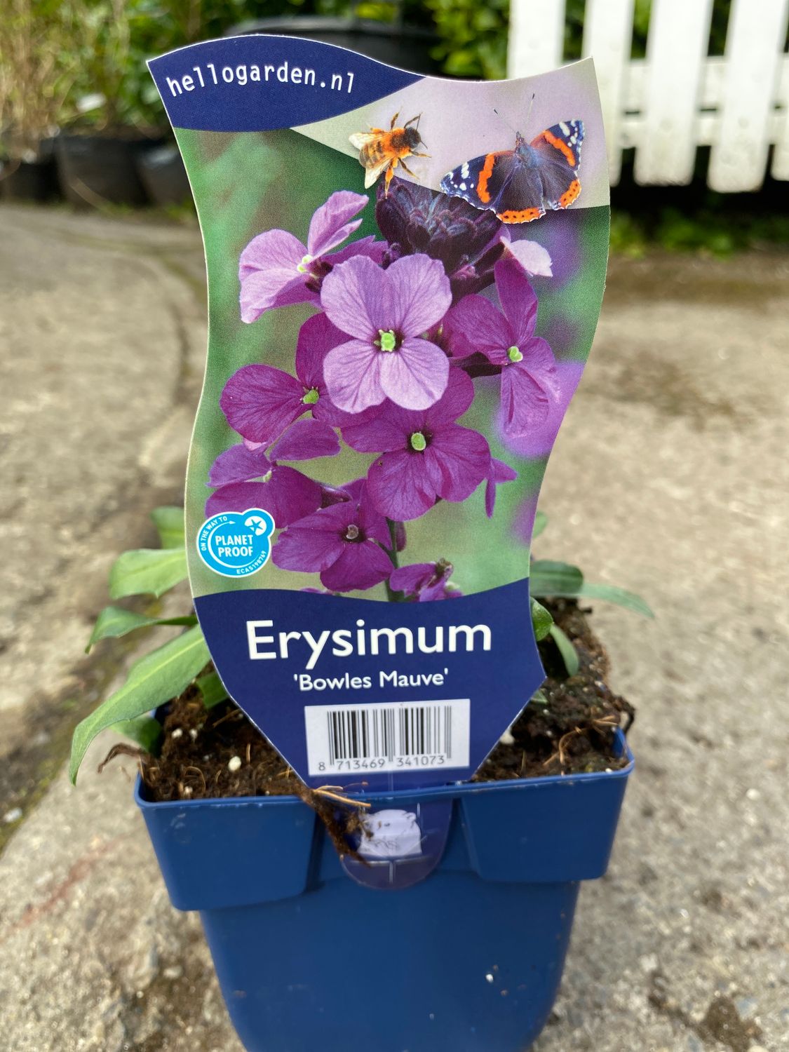 Erysimum Bowles&#39; Mauve .A hardy woody wallflower that flowers from end Of June until October Good In Pots ,beds or rockeries Lasts for years NATIONWIDE DELIVERY
