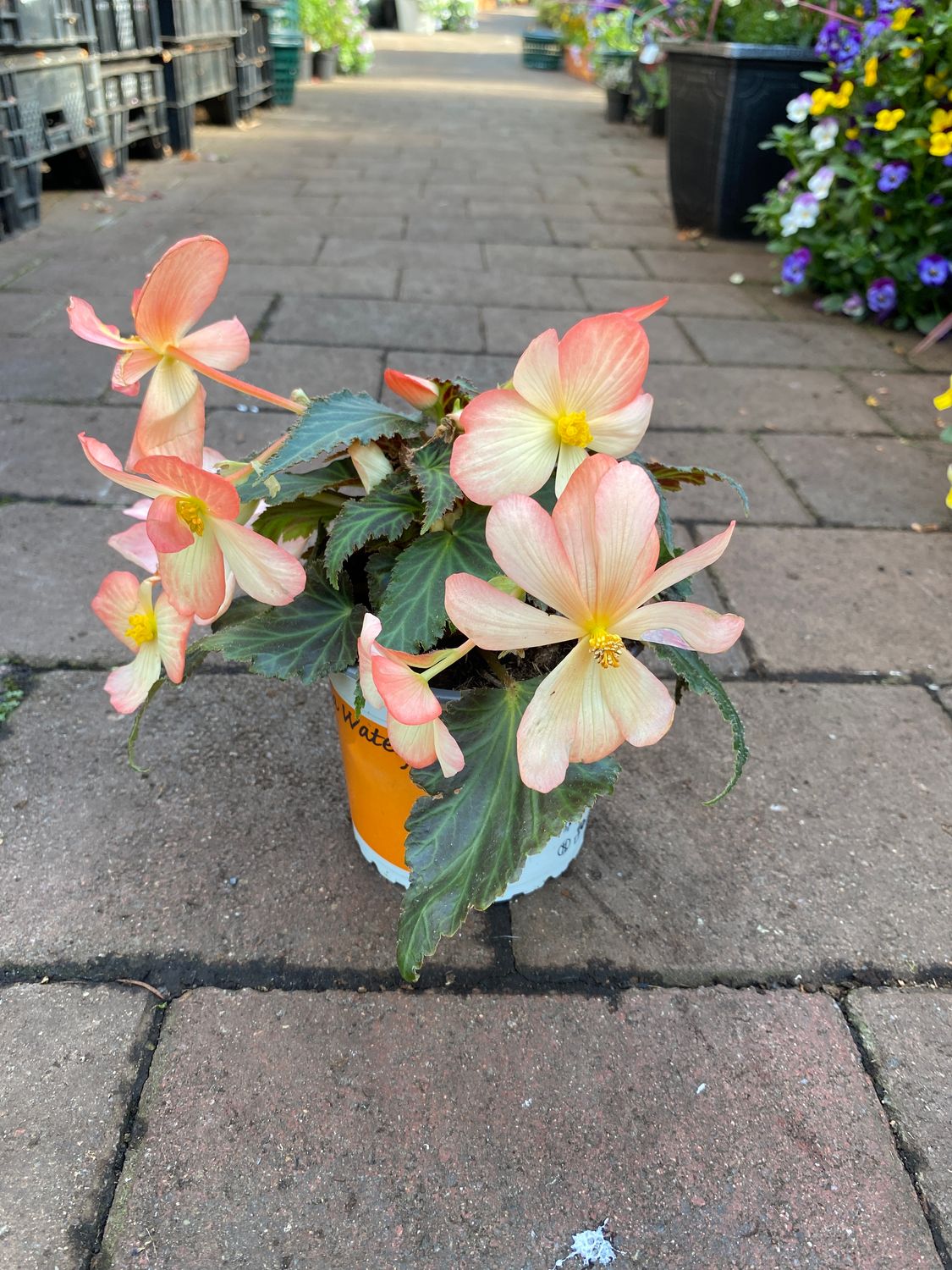 Begonia Soft Orange Waterfall