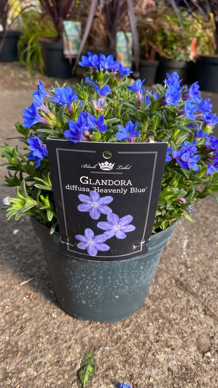 Glandora Heavenly Blue