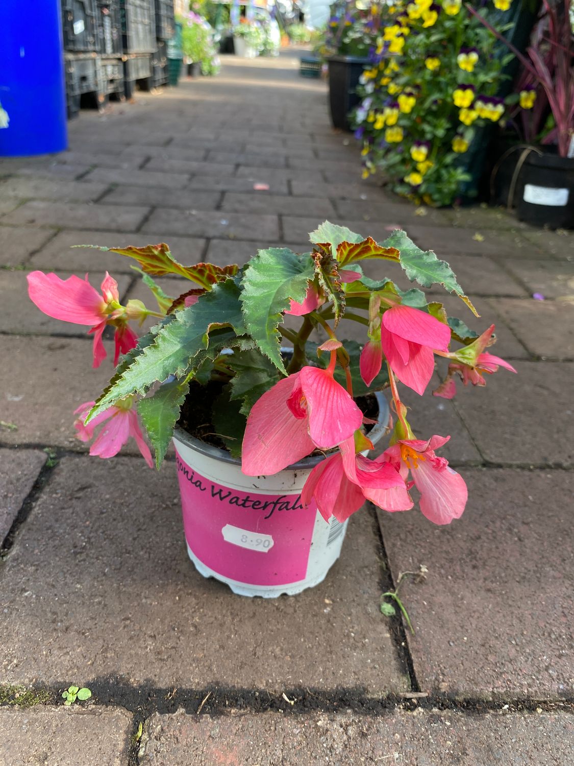 Begonia Waterfall Pink ,Pink Waterfall