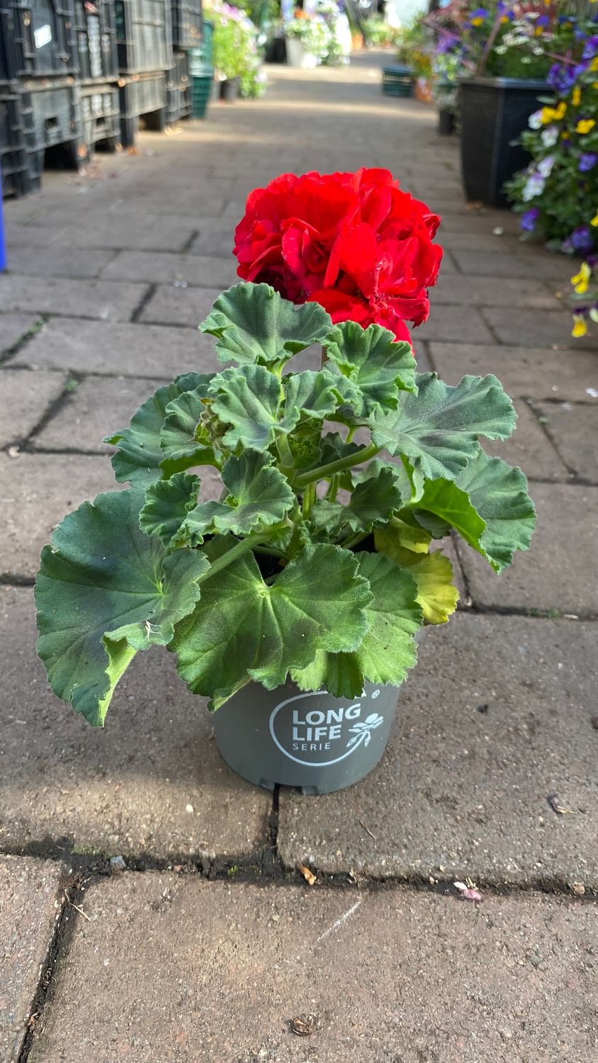 Geranium Savanna Red