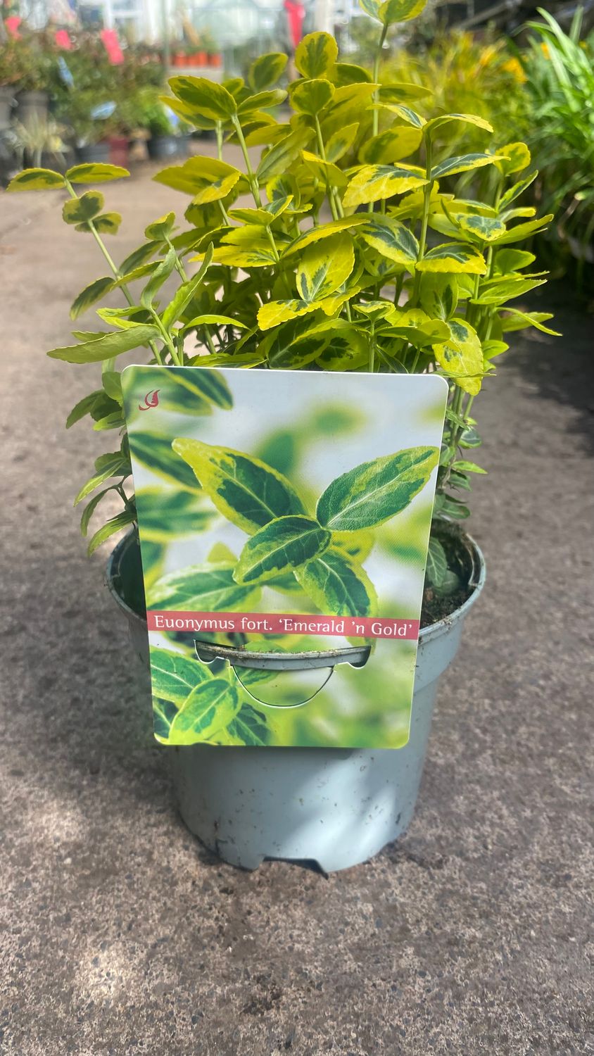 Euonymus Emerald Gold