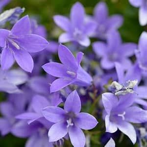 Dalmatian Bellflower