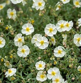 Rock Rose Helianthemum &#39;The Bride&#39;