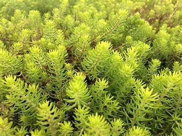 Sedum &#39;Yellow Cushion&#39;