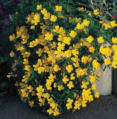 Evening Primrose ,Oenothera “African Sun “ flowers for months and lasts for years. Good In Pots or beds
