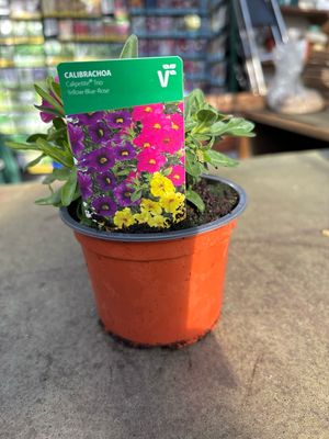 Trio Mio Yellow Blue &amp; Rose