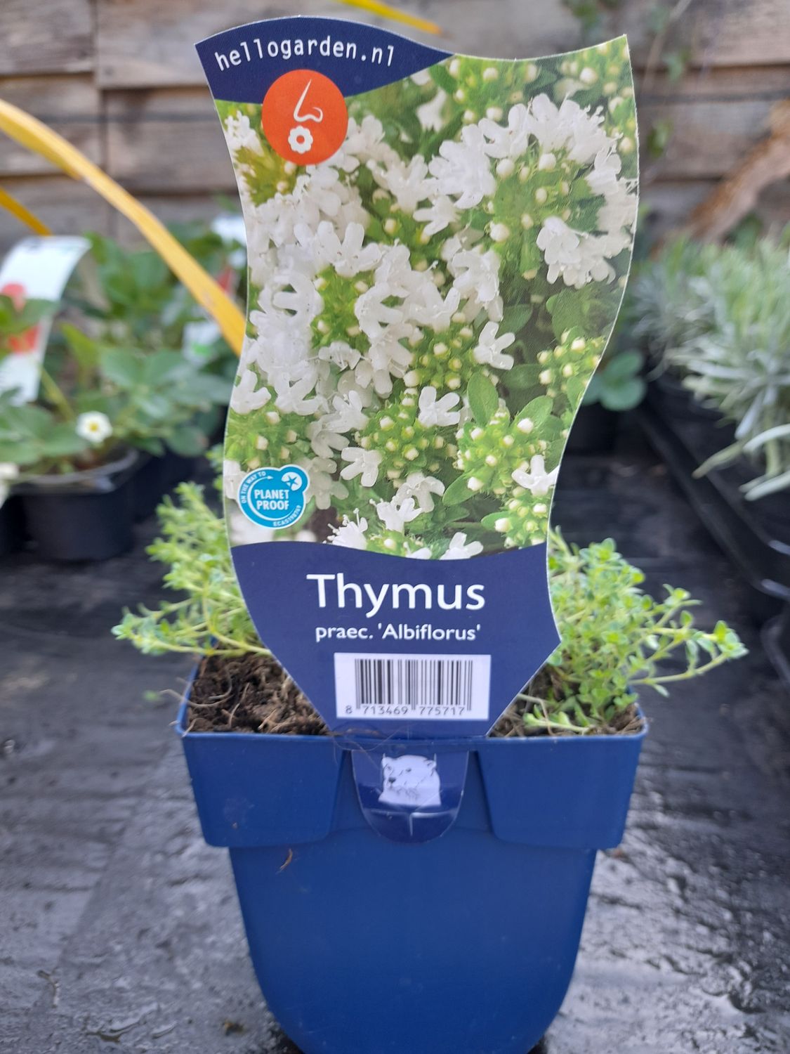 Thyme &#39;Thymus Albiflorus&#39; Creeping White Thyme ,flowers for months carpeting soil Loves spreading on banks,beds or spilling over walls and kerbs