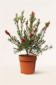 Callistemon masotti - Bottlebrush Bottle brush