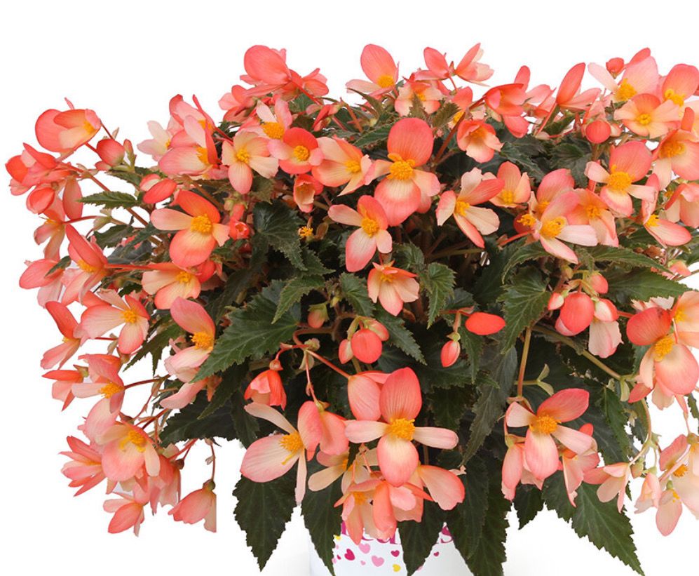 Begonia Waterfall Soft Orange - non stop flowers until October…for Pots ,baskets ,window box