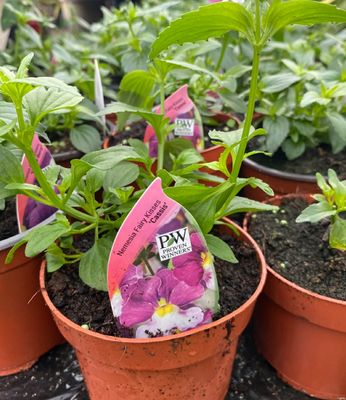 NEMESIA FAIRY KISSES CASSIS flowers non stop until October Perfect in pots and baskets!