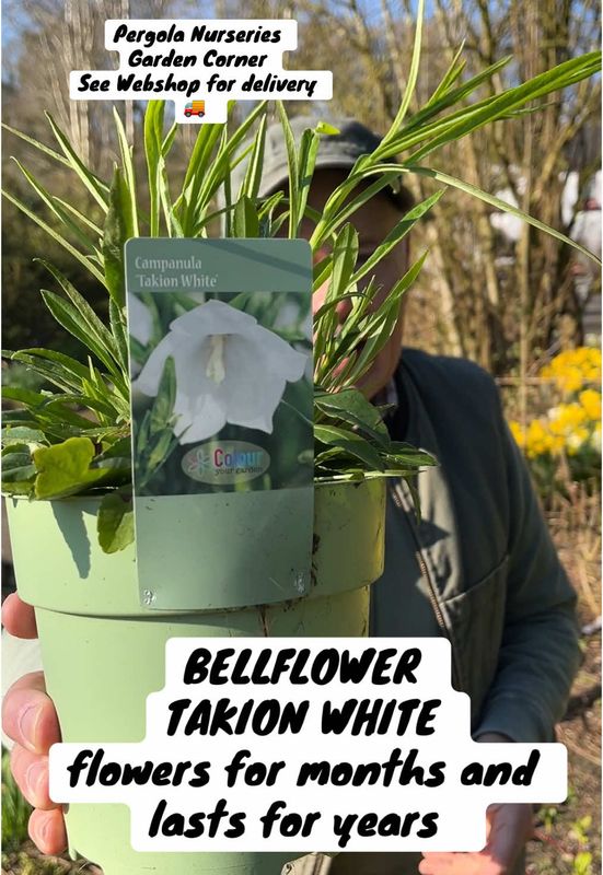 Bellflower “Takion White “ Campanula 'Takion White'