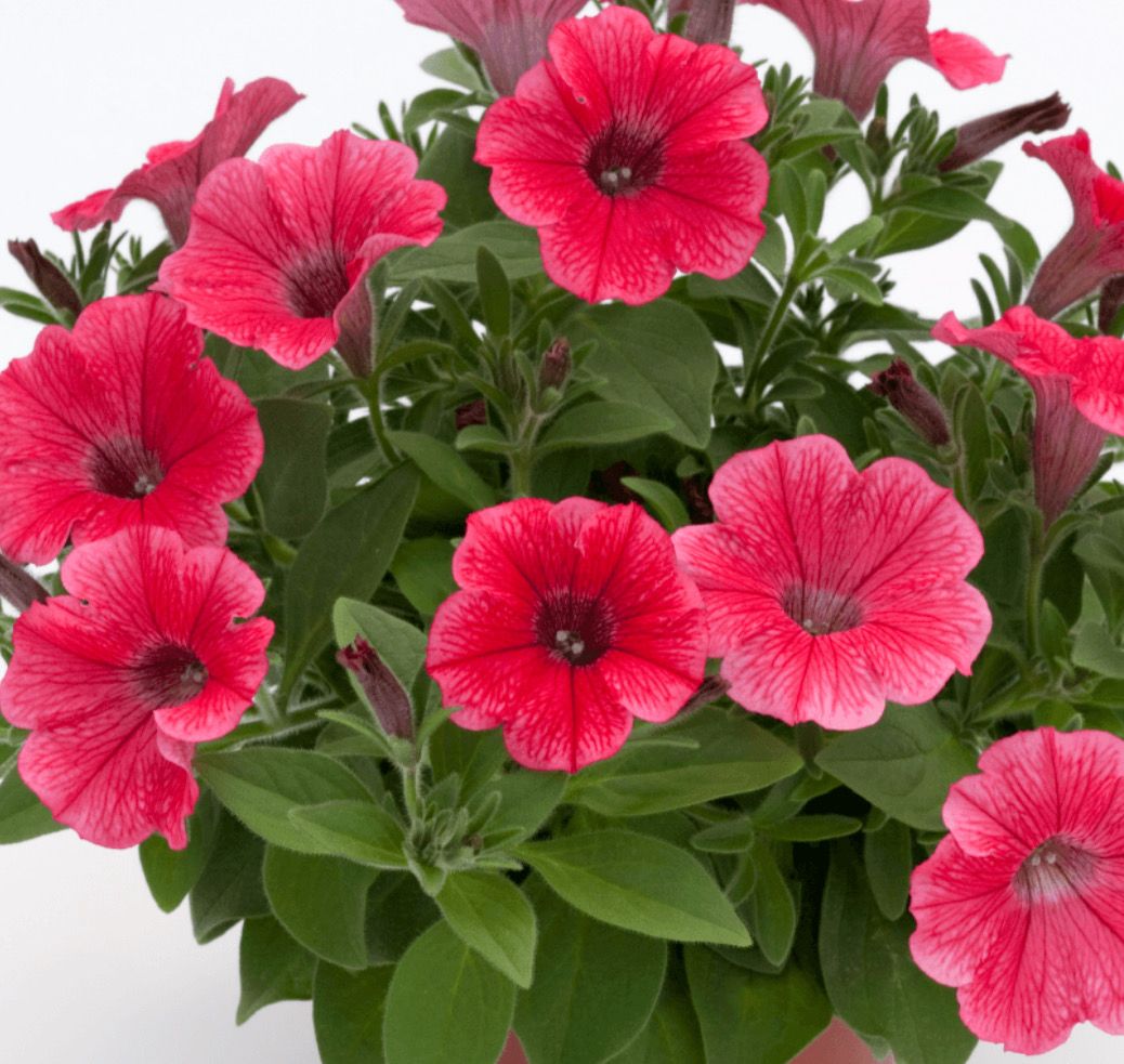 Petunia Hot Red trailing flowers non stop until October