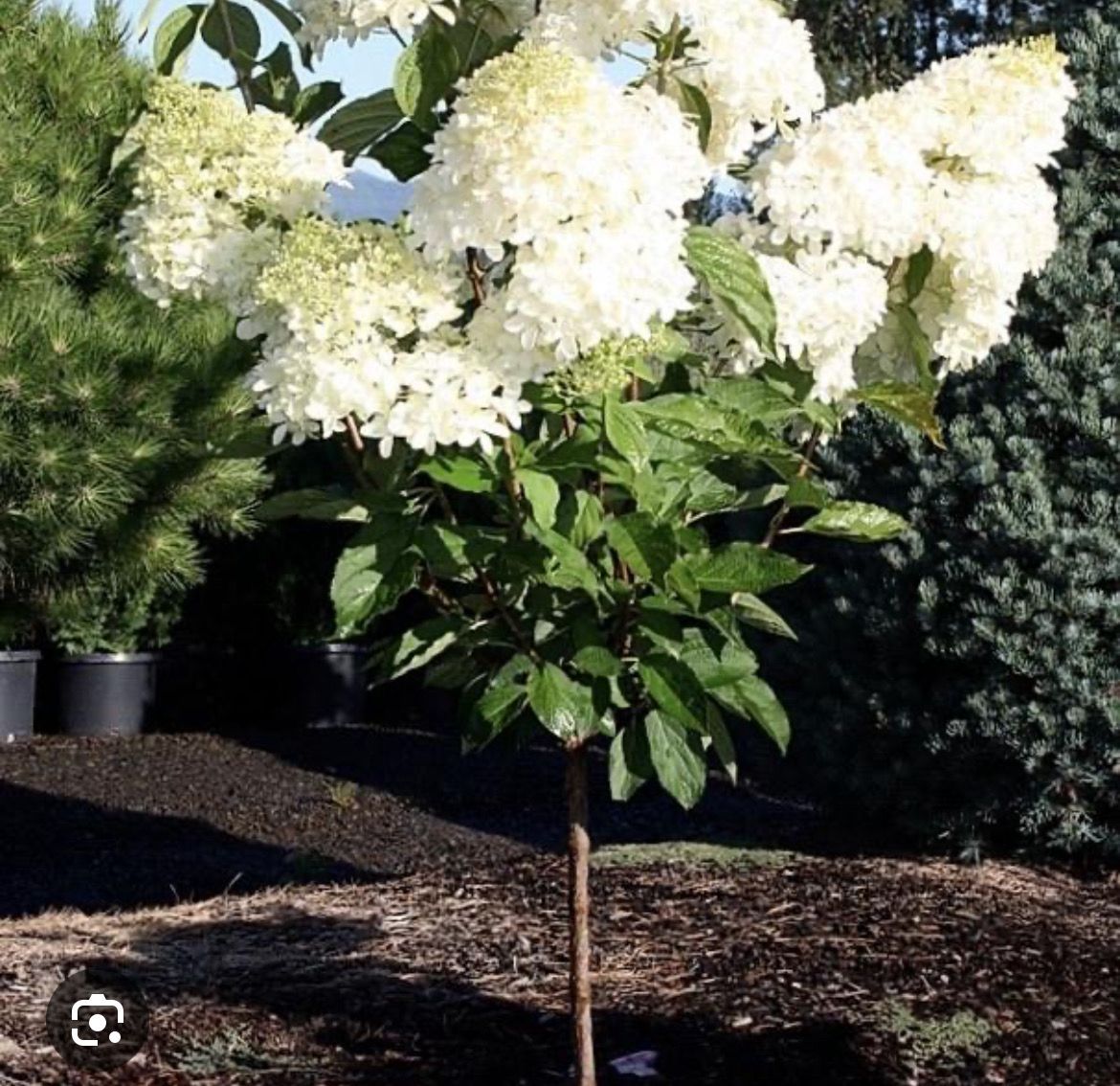 Hydrangea Phantom Tree .. Hydrangea Tree  Flowers non stop from June until October . Enormous cone shaped white flowers turning pink with age