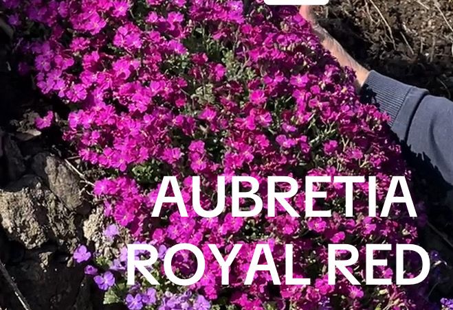 Aubretia Royal Red ,hardy perennial carpeting plant ,ideal in pots ,on banks or spilling over walls and kerbs Young plants ready for planting ..winter hardy and last forever