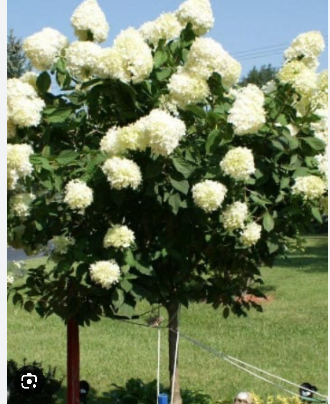Hydrangea Phantom Tree .. Hydrangea Tree 6 ft Flowers non stop from June until October . Enormous cone shaped white flowers turning pink with age Due to demand 14 day delivery delay