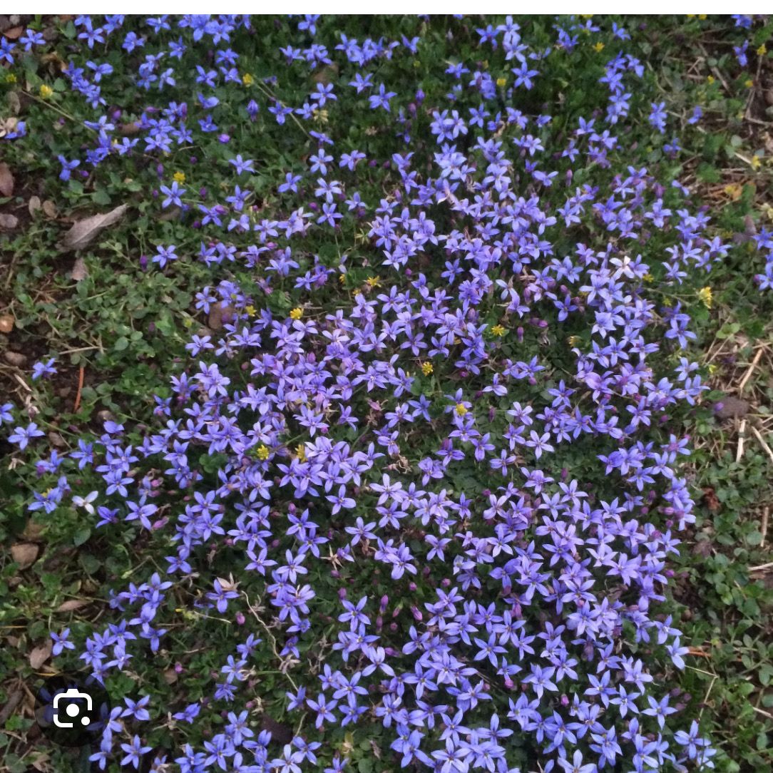 Campanula Stella ,BELLFLOWER flowers non stop from June Until October and thrives on total neglect Winter hardy and lasts for years Starry violet blue flowers