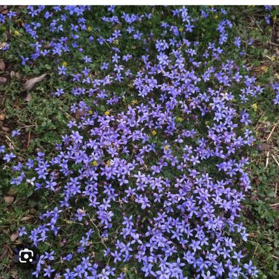Campanula Stella ,BELLFLOWER flowers non stop from June Until October and thrives on total neglect Winter hardy and lasts for years Starry violet blue flowers