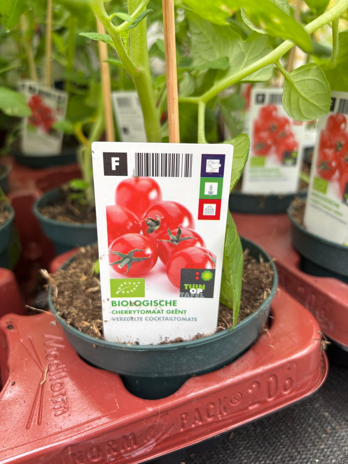 Strong Cherry Tomato (Grafted)