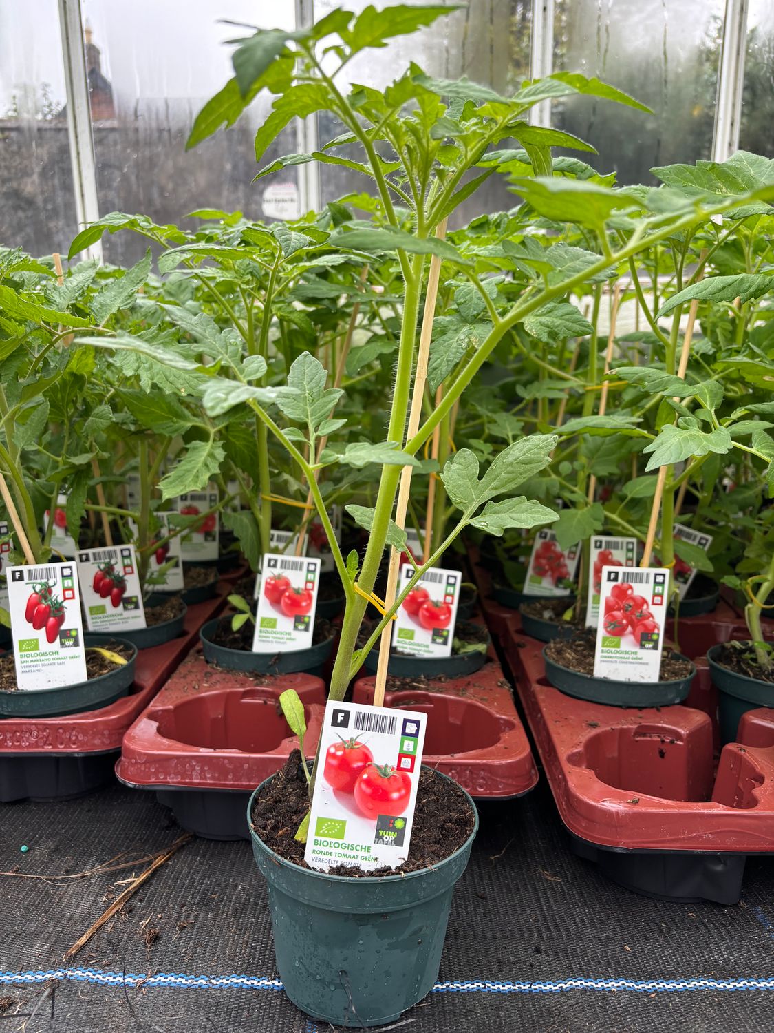 Strong Round Tomato (Grafted)