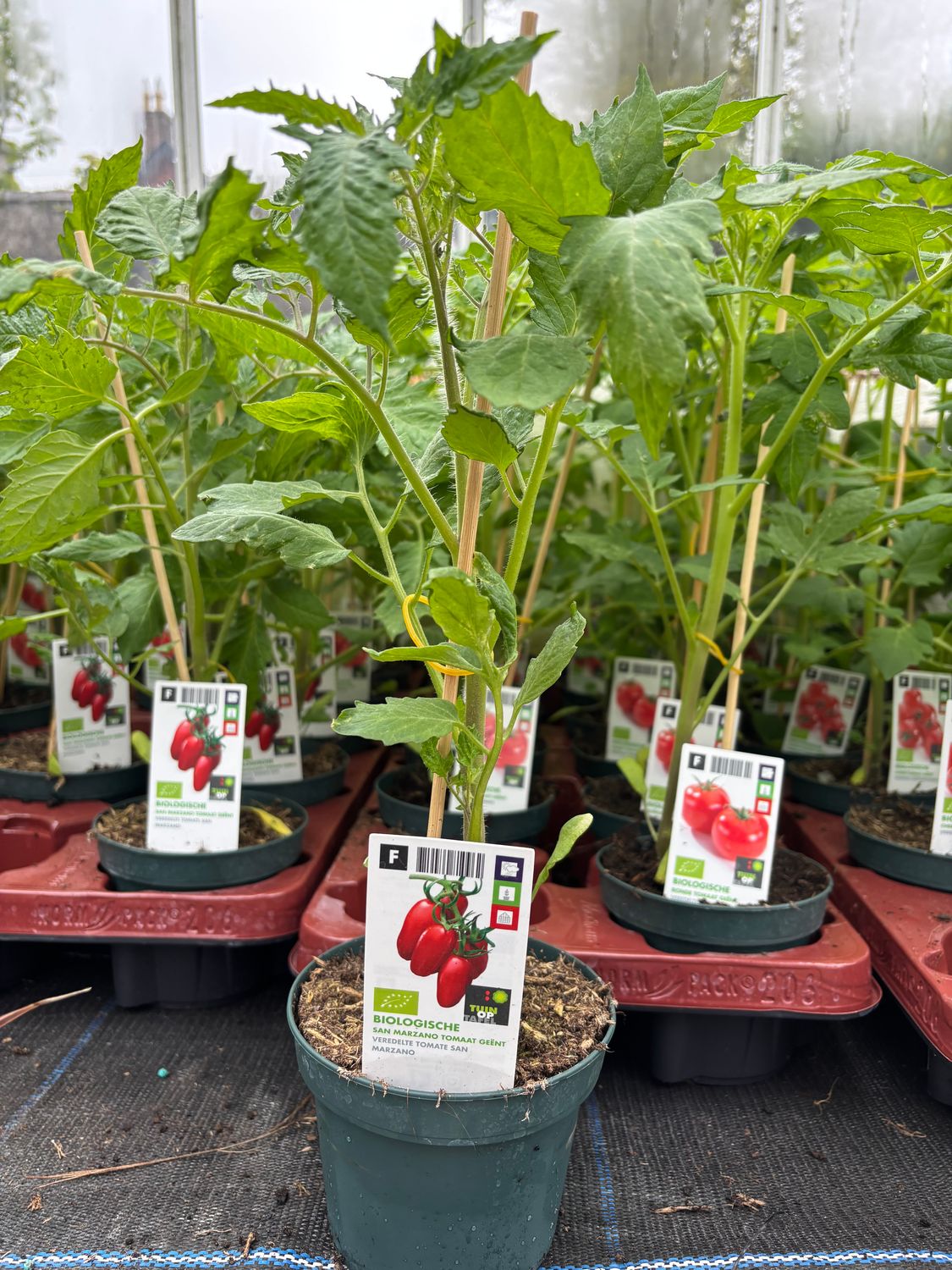 Strong Plum Tomato (Grafted)