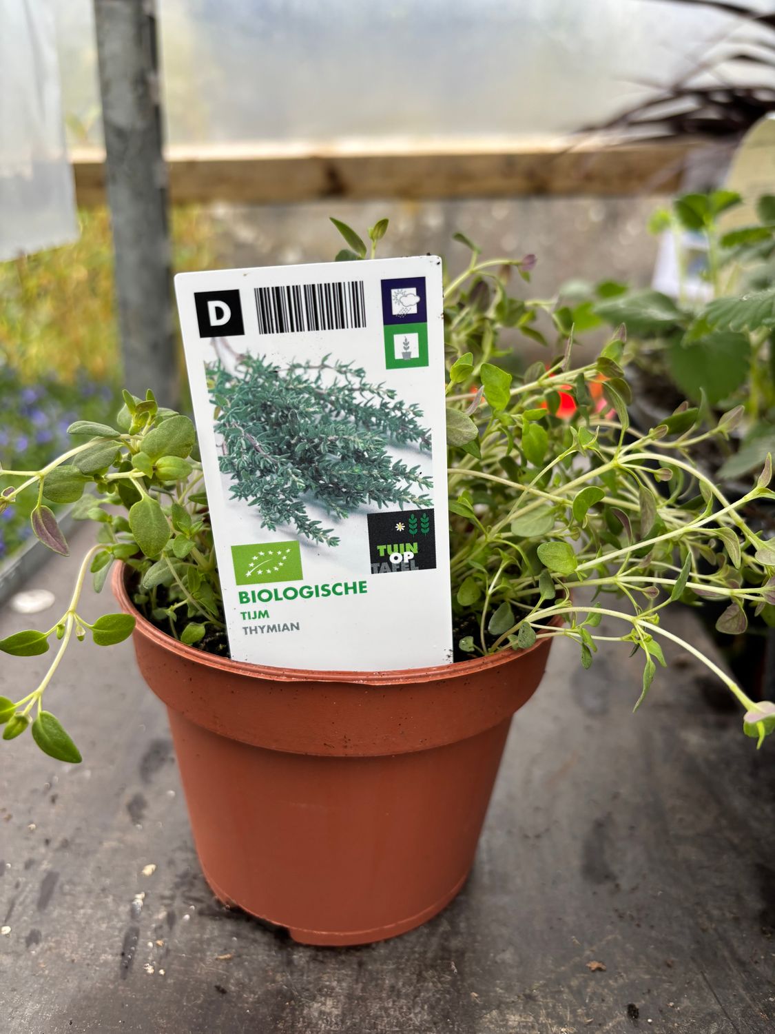 Thyme