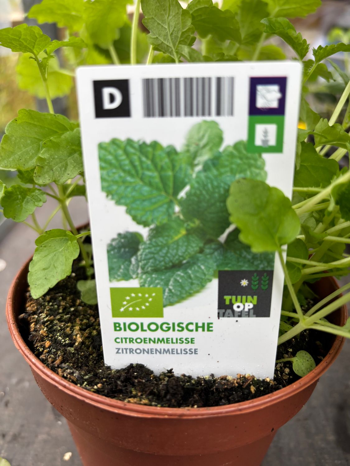 Lemon Balm