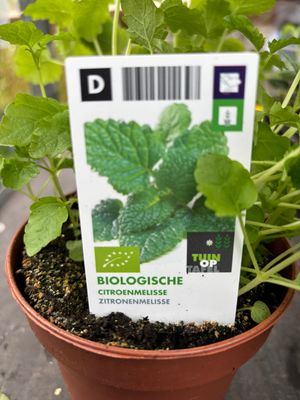 Lemon Balm