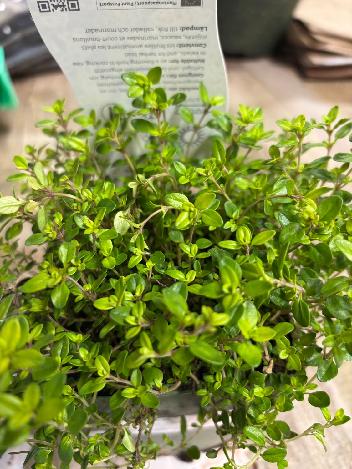 Golden Lemon Thyme