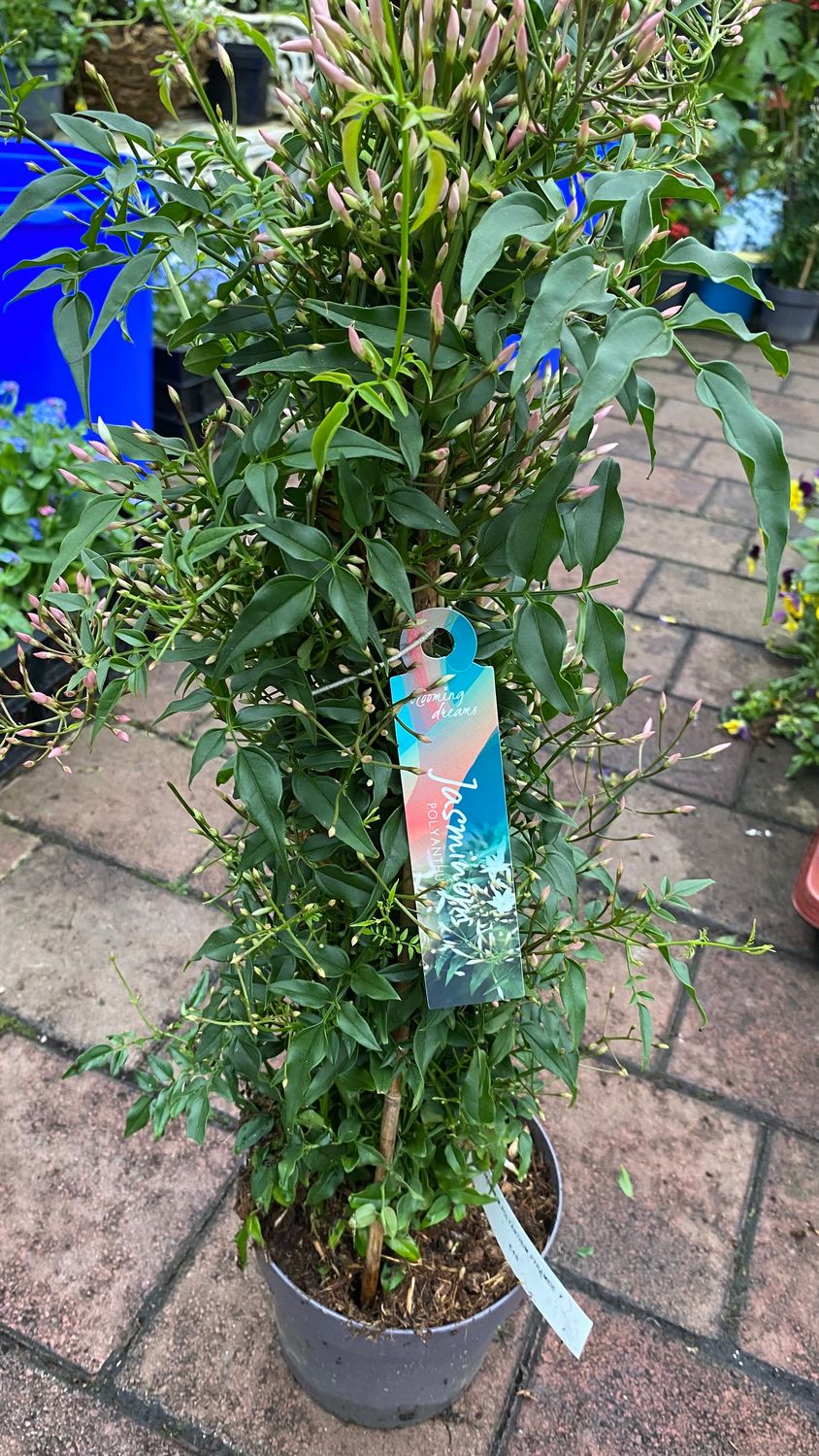 Indoor Jasmine polyanthum pyramide