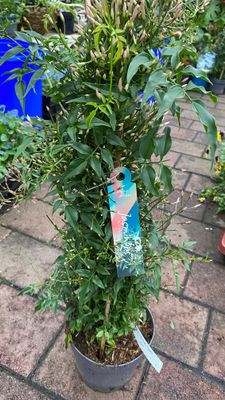 Indoor Jasmine polyanthum pyramide