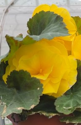 Begonia Yellow Moon flowers from May until October