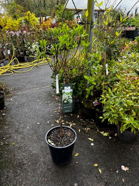 Hydrangea &#39;Magical Andes&#39; - Small Garden Tree