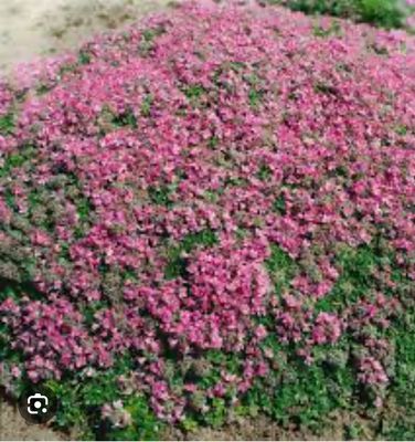 Creeping Pink Thyme ..loves spreading on banks or spilling over walls and kerbs . Winter hardy and lasts . Likes a sunny and free draining spot . Loved by bees and pollinators
