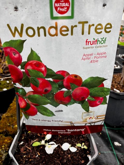 Apple &#39;Santana&#39;