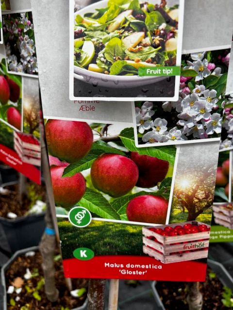 Apple &#39;Gloster&#39;