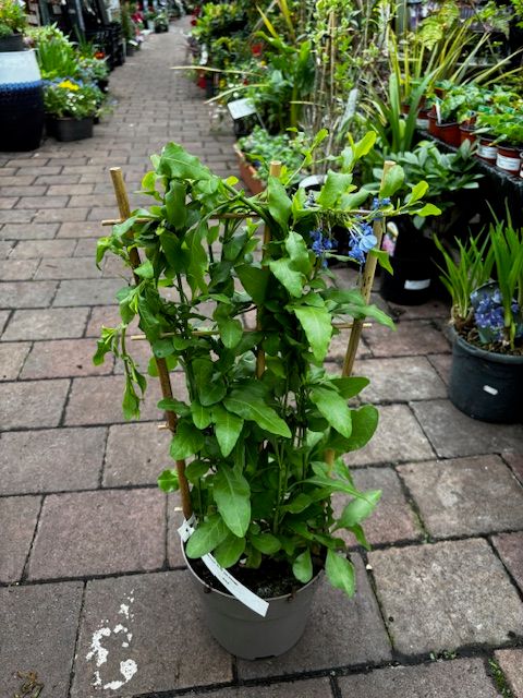 Plumbago Blue PLUMBAGO ..perfect for conservatory or sunny porch ..for months of stunning blue flowers. Strong plants on a frame