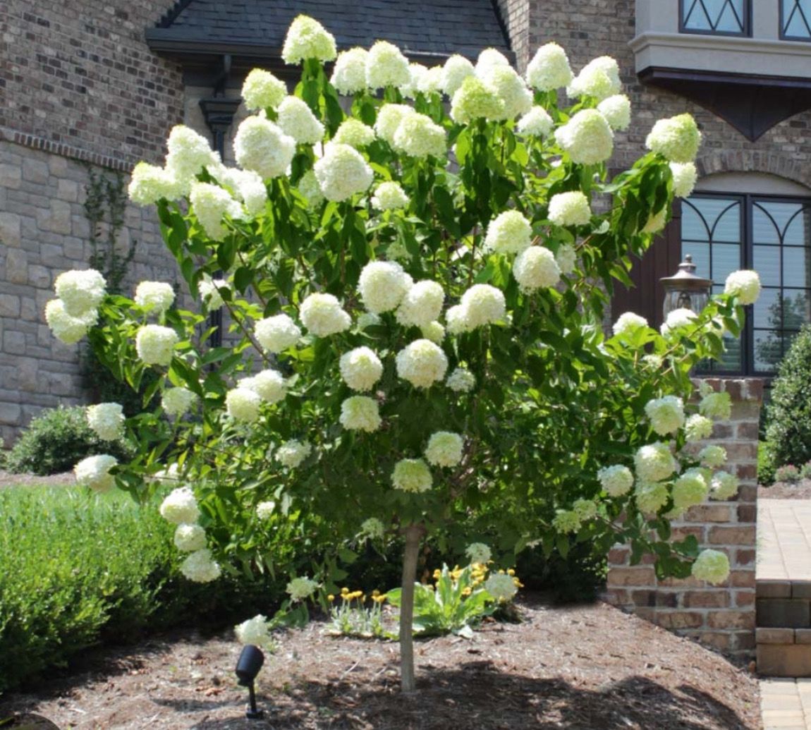 Hydrangea Limelight Tree Hydrangea Tree “Limelight ” MEDIUM SIZE 6 ft Flowers non stop from June until October . Enormous cone shaped green first turning white eventually pink with age