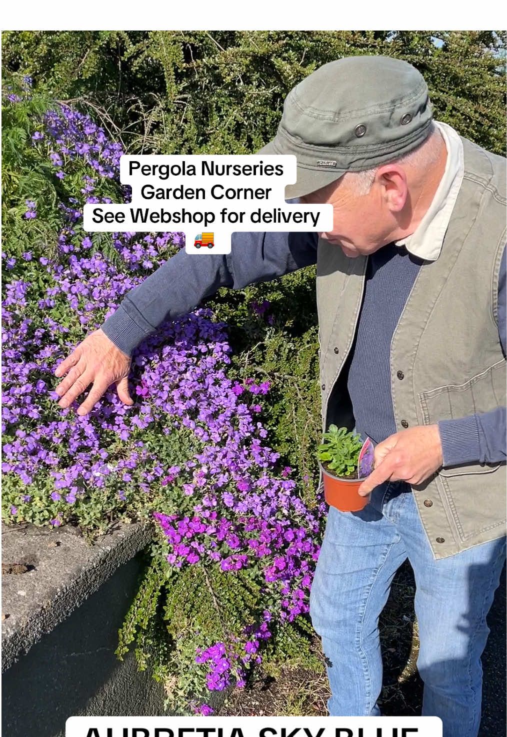 AUBRETIA Purple Cascade ,PURPLE ROCK CRESS Rock Cress , grows spreading flat and spilling over walls and kerbs Flowers Purple /Blue