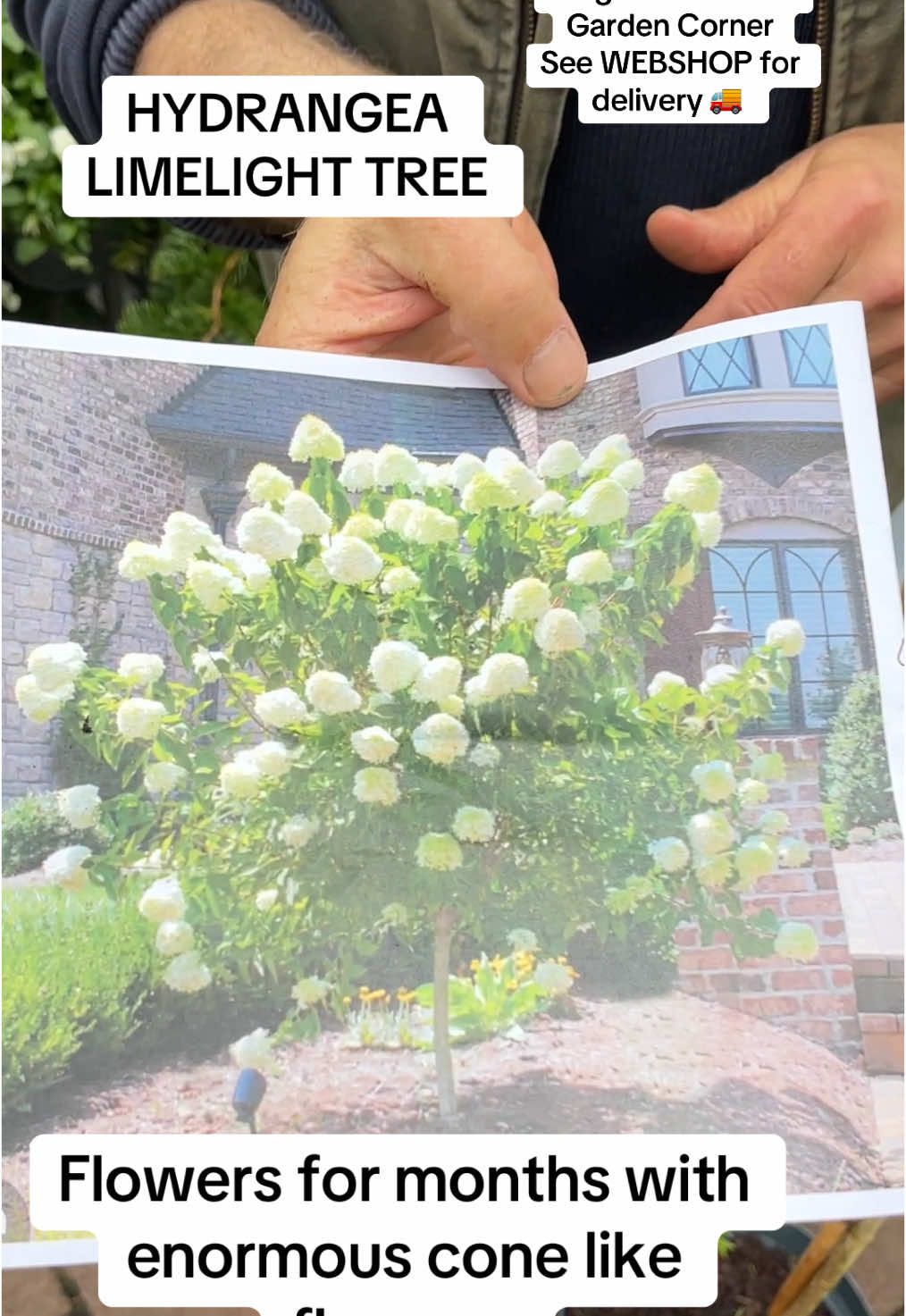 Hydrangea Limelight Tree Hydrangea Tree “Limelight ” MEDIUM SIZE 6 ft Flowers non stop from June until October . Enormous cone shaped green first turning white eventually pink with age