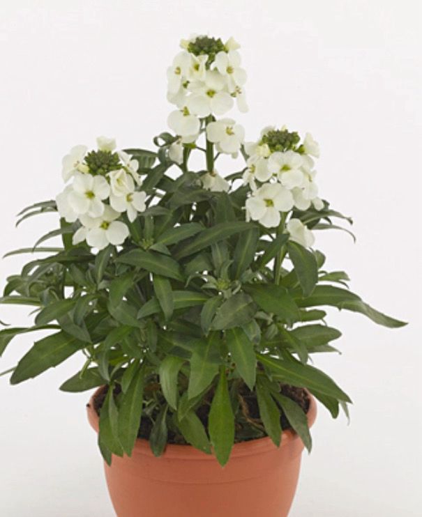 Erysimum Leya &#39;White Glow&#39; flowers for months and lasts for years. Good In Pots Or beds